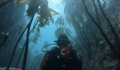 Küresel Isınmanın Deniz Kestanelerine Verdiği Zarar Görüntülendi