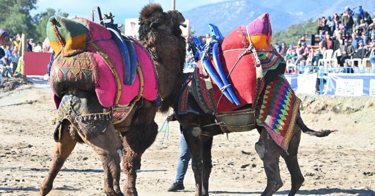 Kumluca’da geleneksel “Folklorik Deve Gösterisi” yapılacak